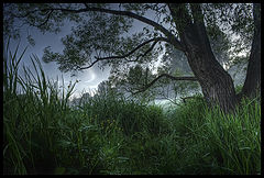 photo "Ballad of Morning Grasses..."