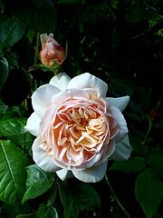 photo "St Cecilia (English Rose)"
