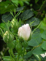 photo "***"