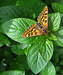 фото "Insects 02"