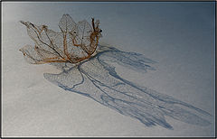 photo "The Snail..."