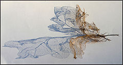 photo "The Smoky-coloured lace..."