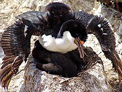 photo "A King Cormorant (Phalacrocorax carunculatus) protecting his nest, Falkland Islands 2004"