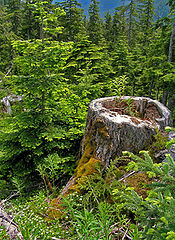 photo "Once Were Giants"