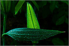 photo "Lily"