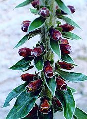photo "Foxglove " Milk Chocolate ""