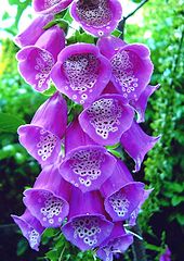 photo "Common Foxglove"