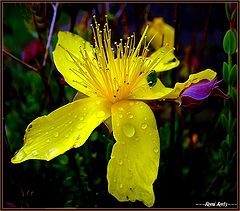 фото "yellow in the rain !"