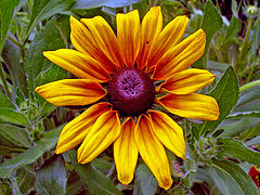 фото "Sunny Star"