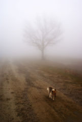 photo "Путешествие"