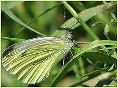 photo "Cabbage white butterfly"