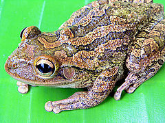 фото "Tree frog on leaf"