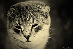 photo "Котейка"