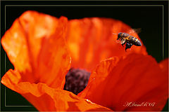 photo "***"