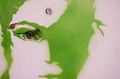 photo "wound"