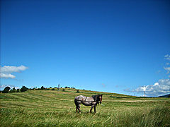 photo "***"
