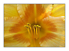 фото "deep yellow"