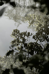 photo "...mirror..."