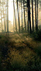 photo "***"