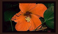 фото "A little gold dust"