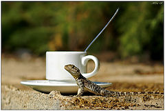 фото "Утренний кофе для ящерицы"