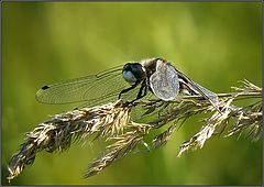 photo "The dragonfly relaxs"