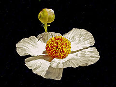 фото "Bud to Flower"