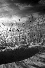 фото "none"