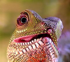 photo "Water Dragon"
