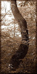фото "Curvy Tree"