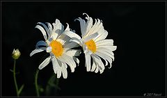 photo "***"