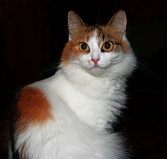photo "Pretty"