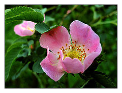 photo "Seems dog-rose"