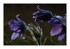 photo "Pulsatilla"