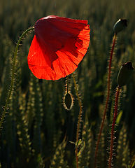 photo "Poppy"