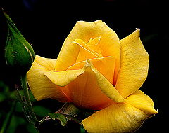 фото "The Yellow  Rose."