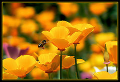 photo "***"