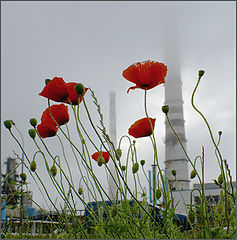 photo "Mackie and chimneys"