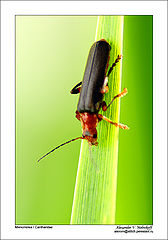 photo "Cantharidae"