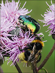 photo ""McDonald's" for insects"