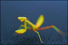 фото "Macro Mantis"