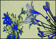 фото "Blue Shadow"