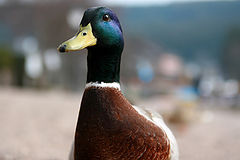 фото "Not a wild Duck 2"