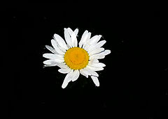 фото "Camomile in dark water"