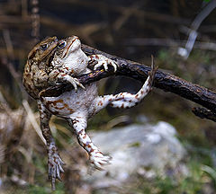 photo "sway-sway"