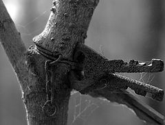 photo "***"