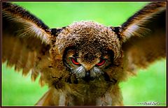 фото "very young owl!"