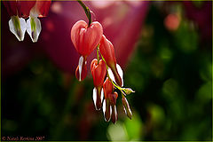 photo "***"