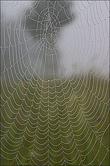 фото "Sight of a spider"