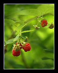 photo "***"
